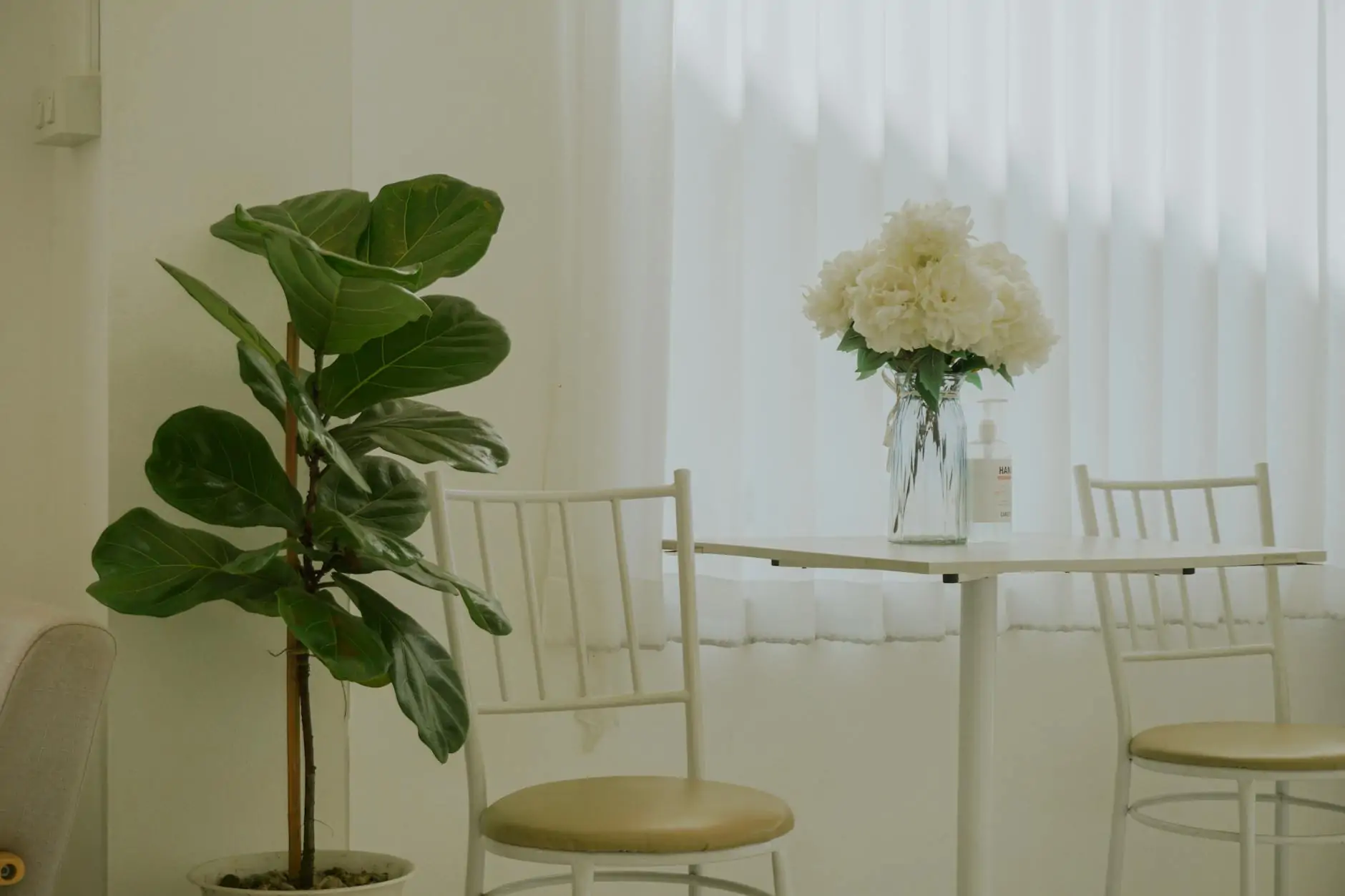 Fiddle leaf fig in a textured planter beside a neutral sofa
