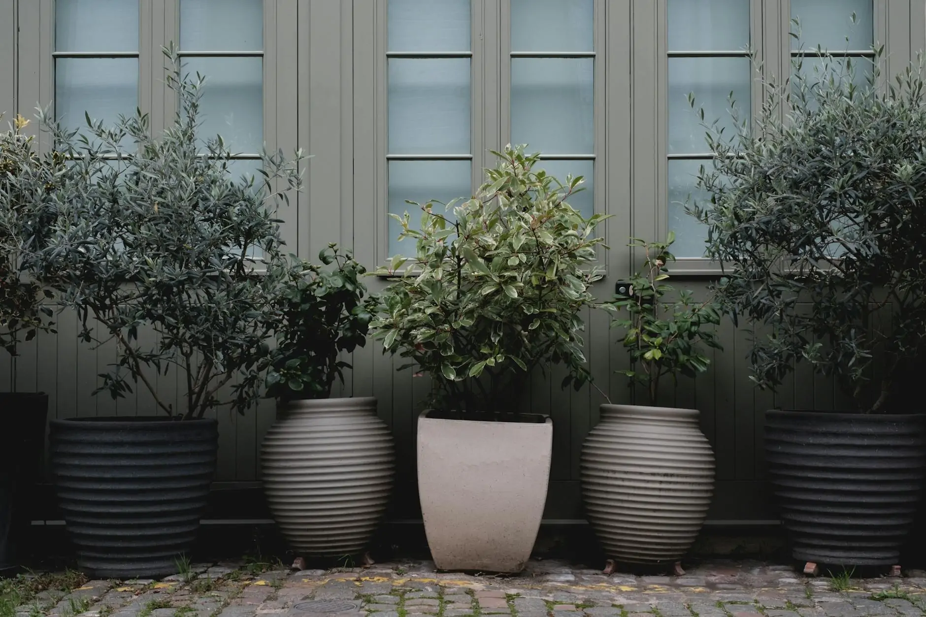 Indoor olive tree in a clay pot beside a window