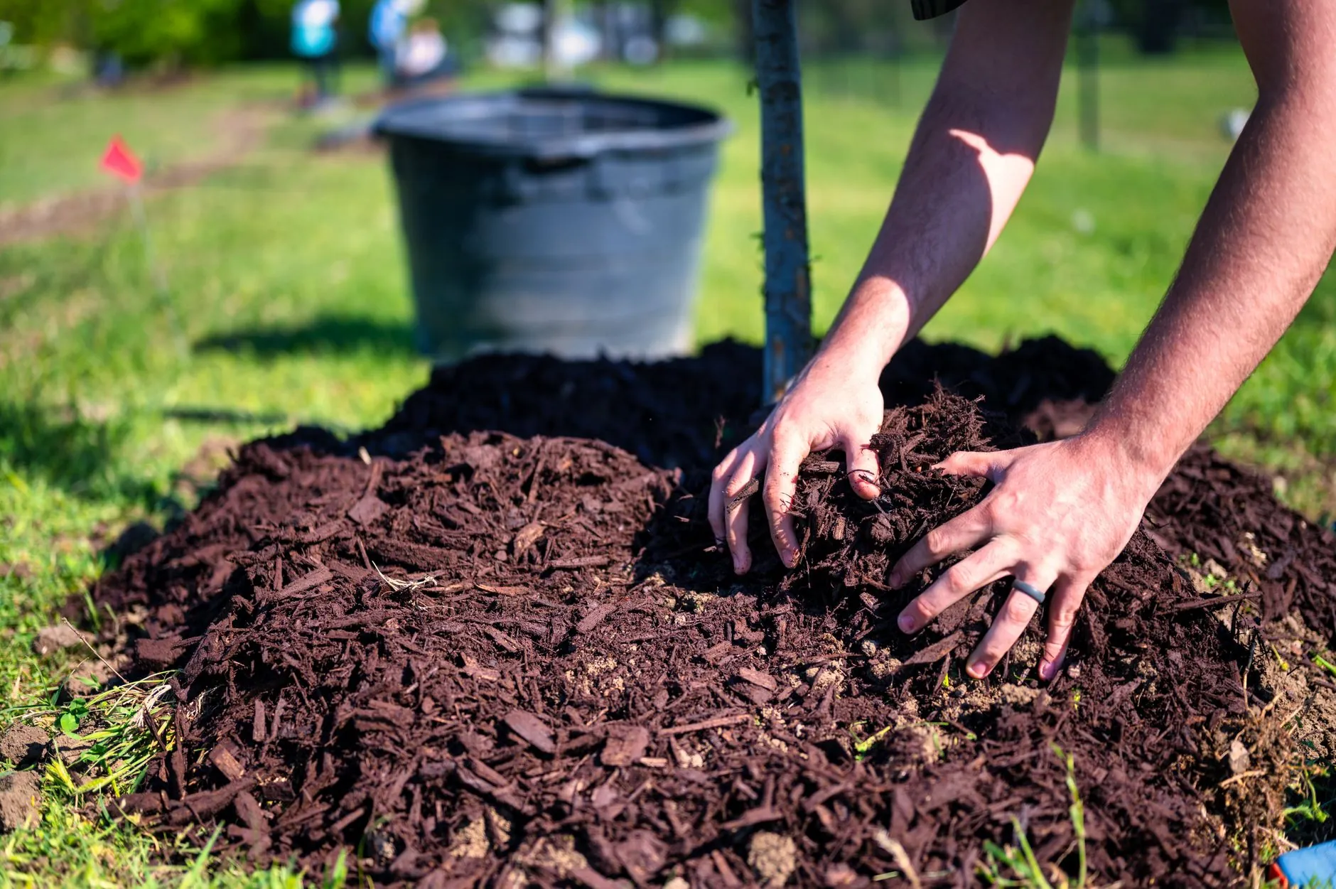 Hands spreading mulch around a young tree in a garden