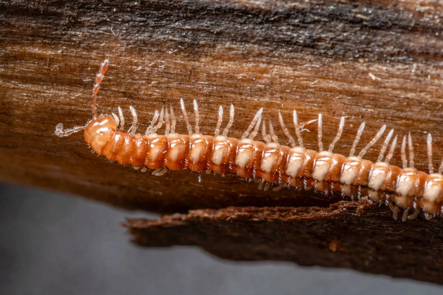 Close-up of a millipede moving across damp wood