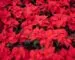 Vibrant red poinsettia plants grouped for the Christmas season