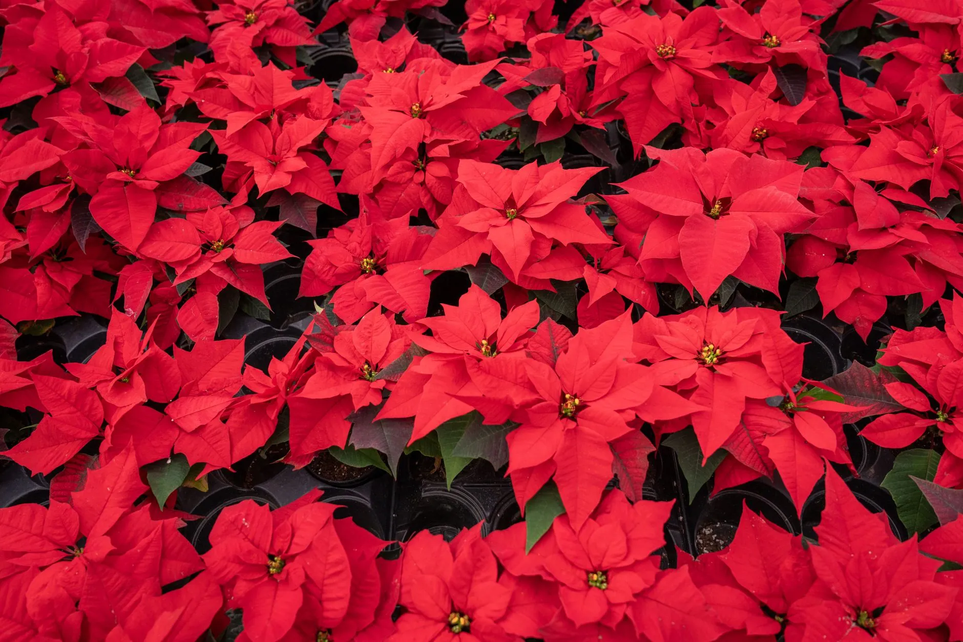 Vibrant red poinsettia plants grouped for the Christmas season