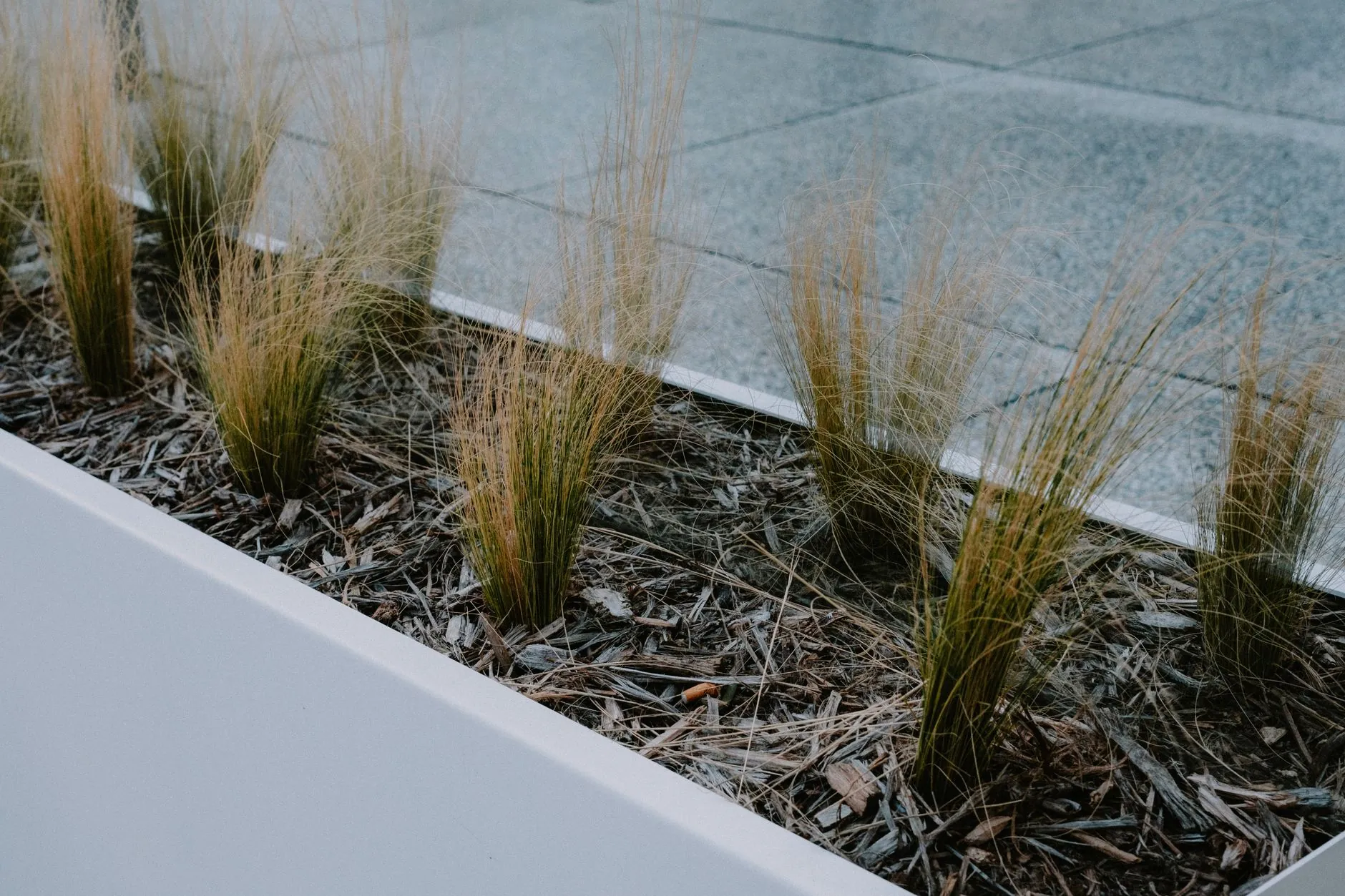 Tufts of ornamental grass planted in a restrained modern garden bed